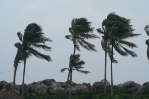 palm trees in strong wind