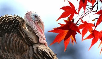 turkey autumn leaves